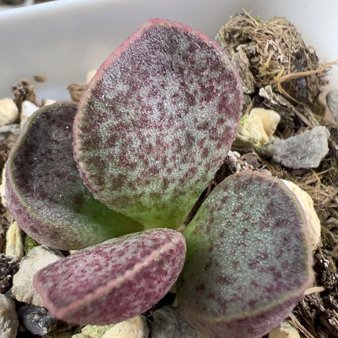 w斑点款实生新品多肉植物