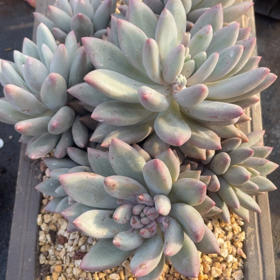 红蜻蜓群生多肉植物老桩