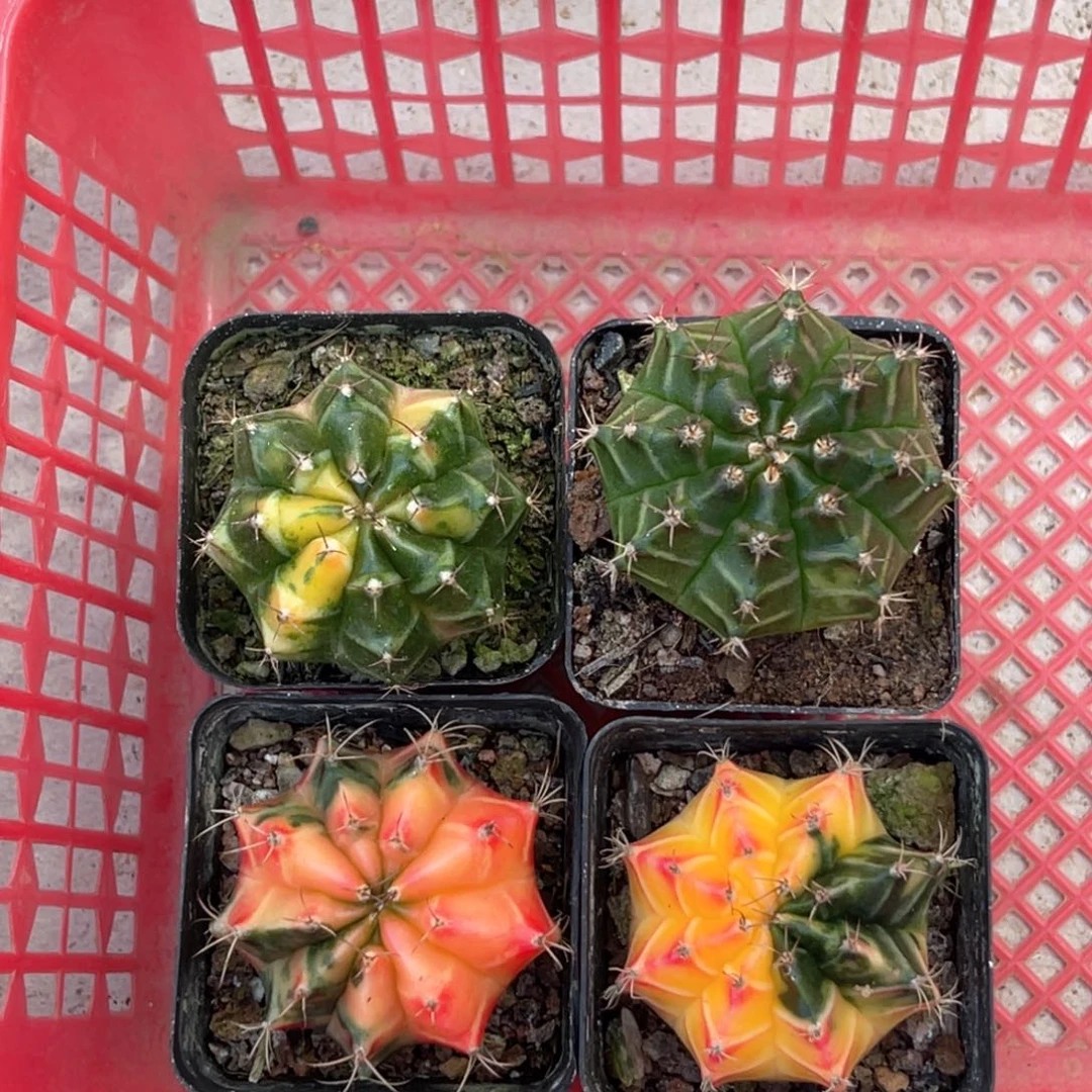 （****）实生米哈自播苗哈哈