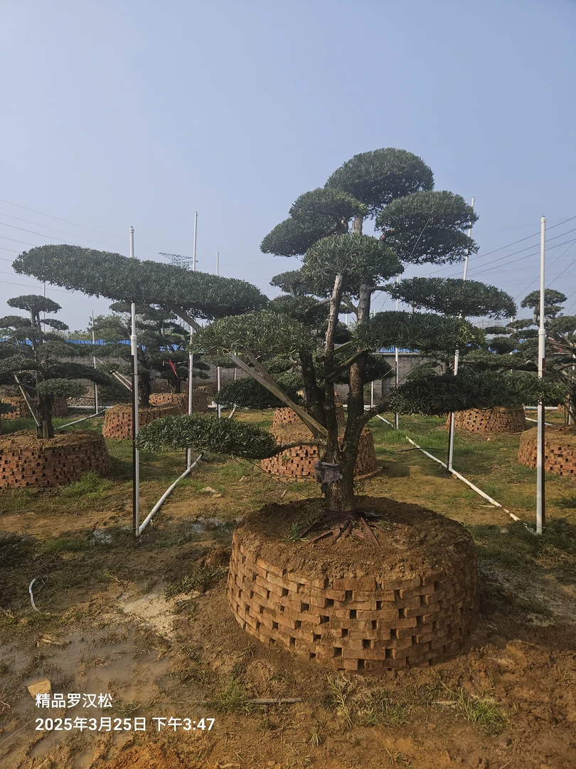 贵妃罗汉松地景桩 庭院造型盆景迎客松罗汉松小叶雀舌庭院景观树