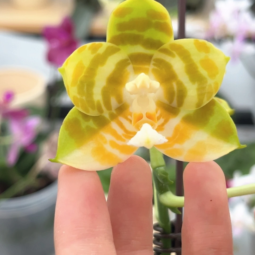 完全开放3.5寸弥陀反射王开花株