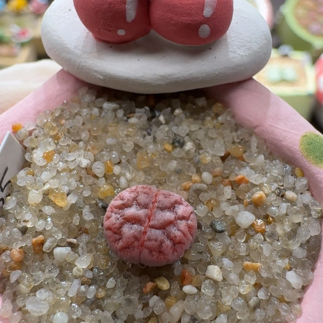 0927-06连盆带花阿克塞尔玫瑰