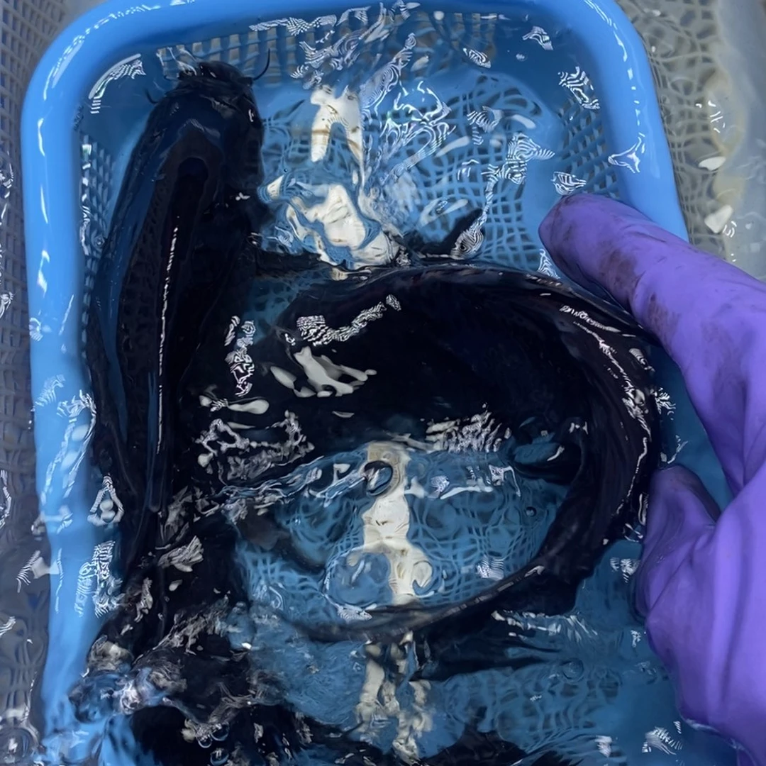 锦鲤冷水锦鲤包邮