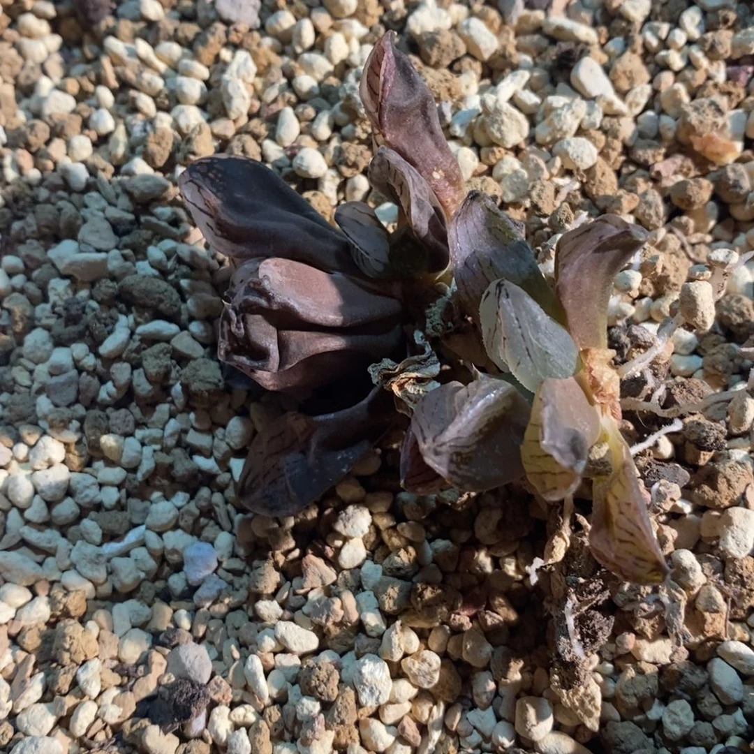 一***余1563 两颗一起 福利。