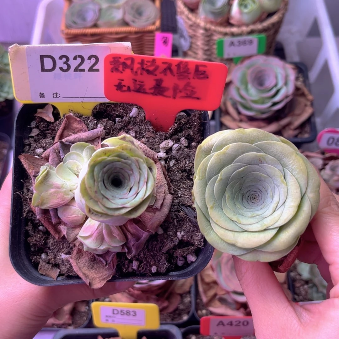 山地玫瑰组合D322 裸根发