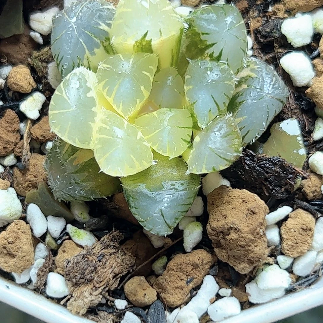 北极星一半糊斑十二卷