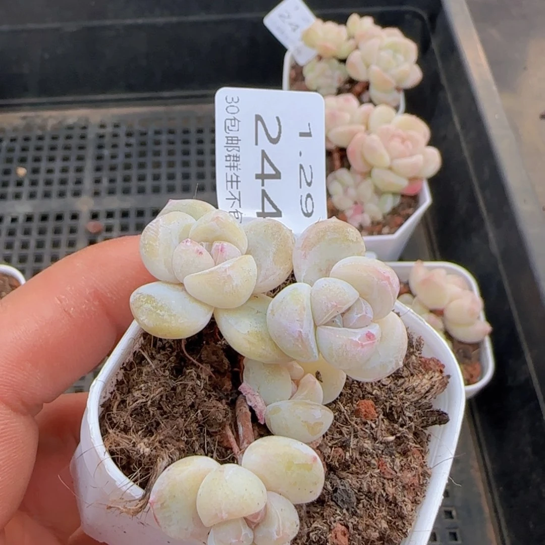 冰玉群飘枝一颗脱土