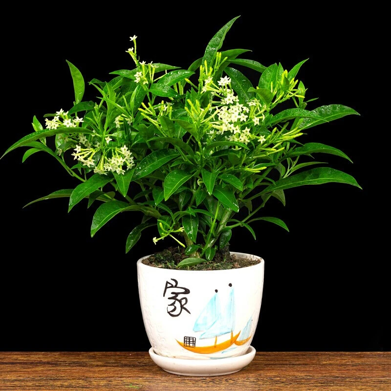 [新疆包邮]夜来香盆栽满屋幽香驱蚊助眠四季常绿