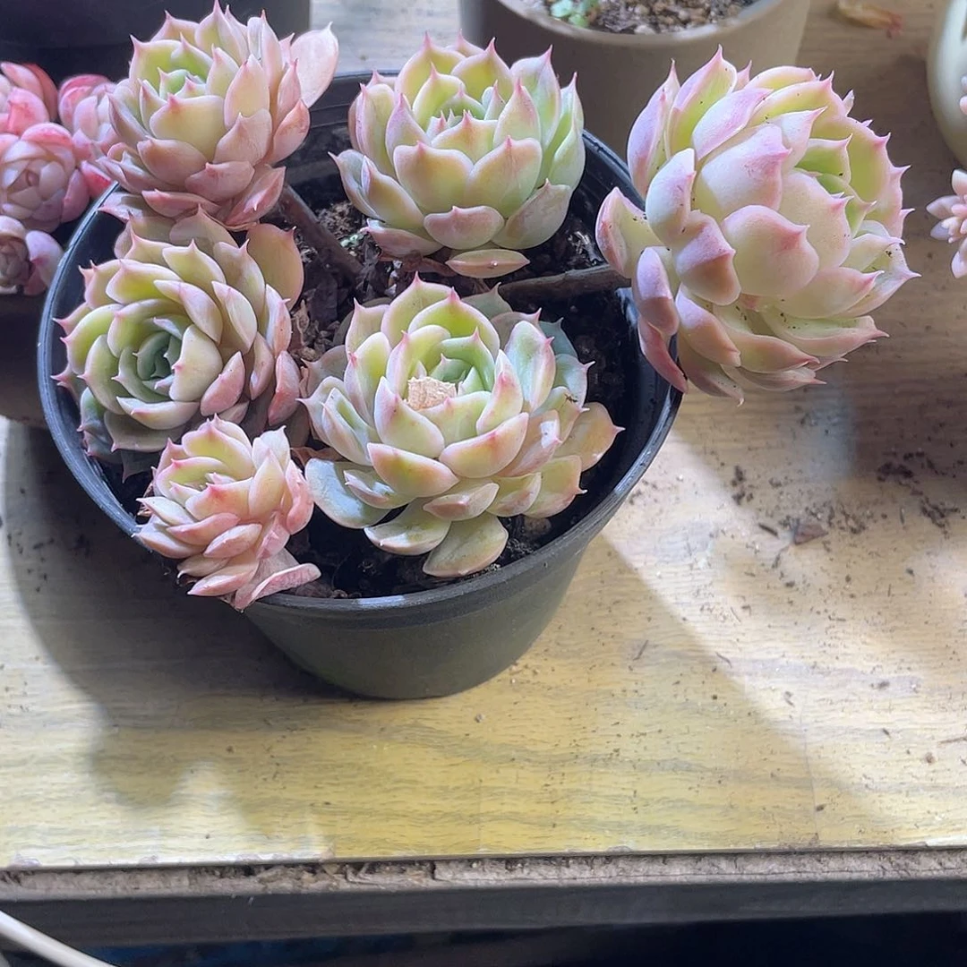 ?**?2423 昂斯诺 六月六