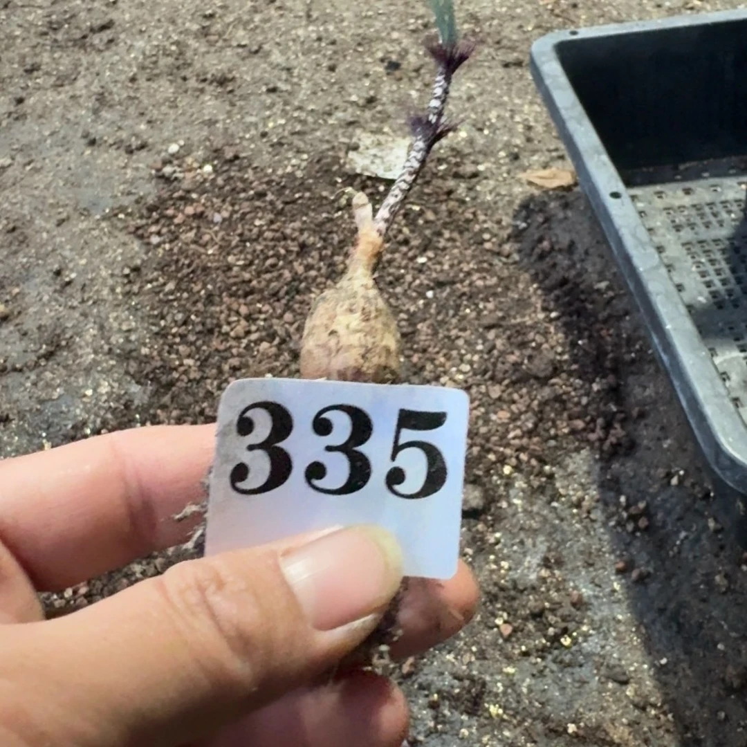 眼睫毛弹簧草多肉植物