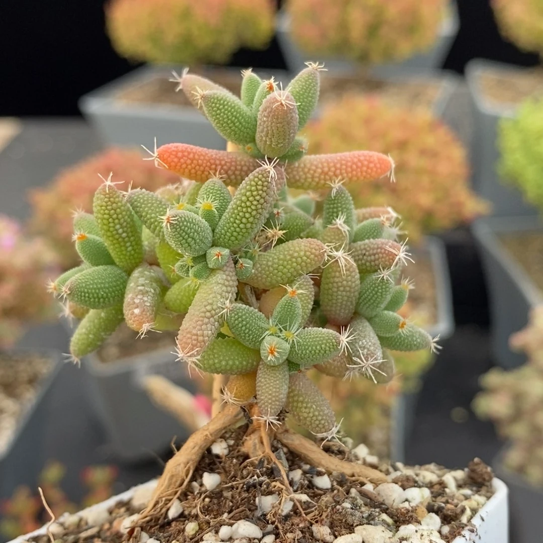 实生玉米660枝干番杏