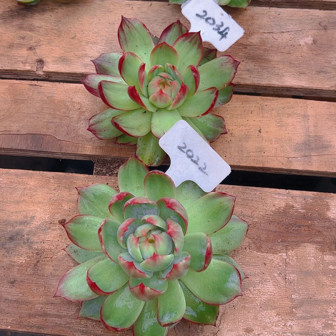 惊鸿仙子2022.2034号