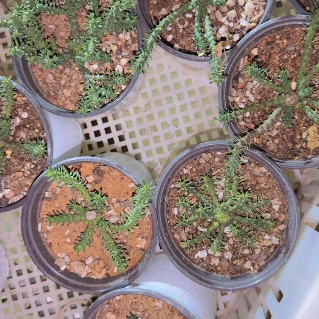 块根植物块根植物