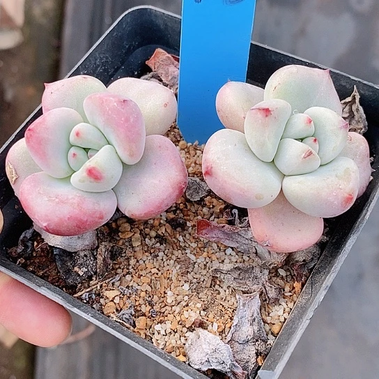 10多肉植物老桩11