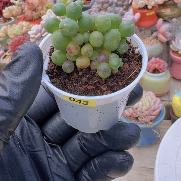 香***香一物一拍编号043