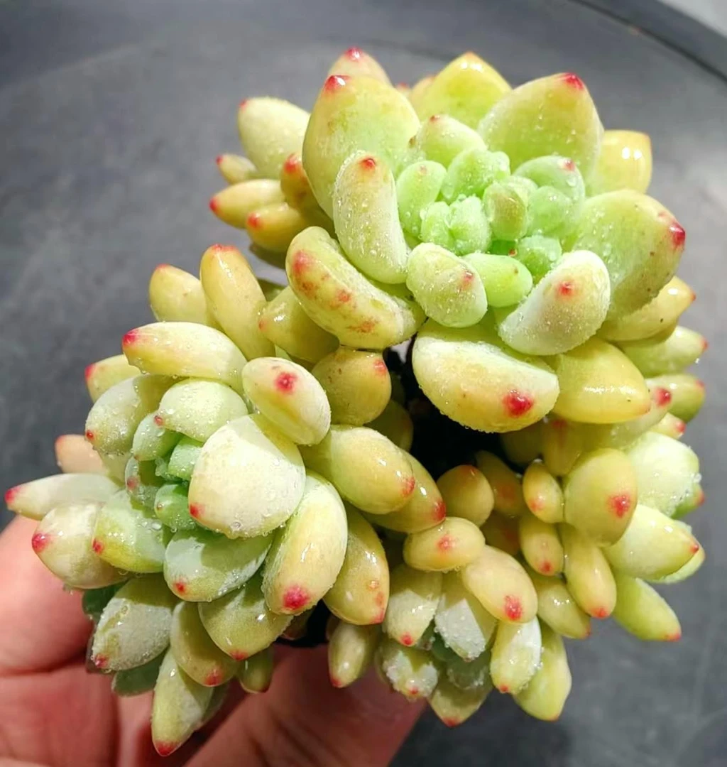 【直播专享】无土多肉--凝脂莲SP（1颗/不含盆）