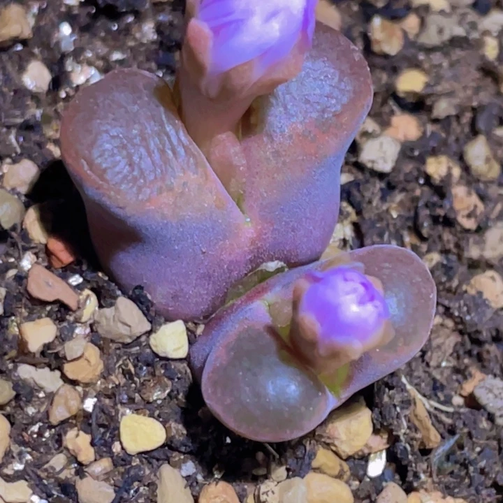 489888895858958555544