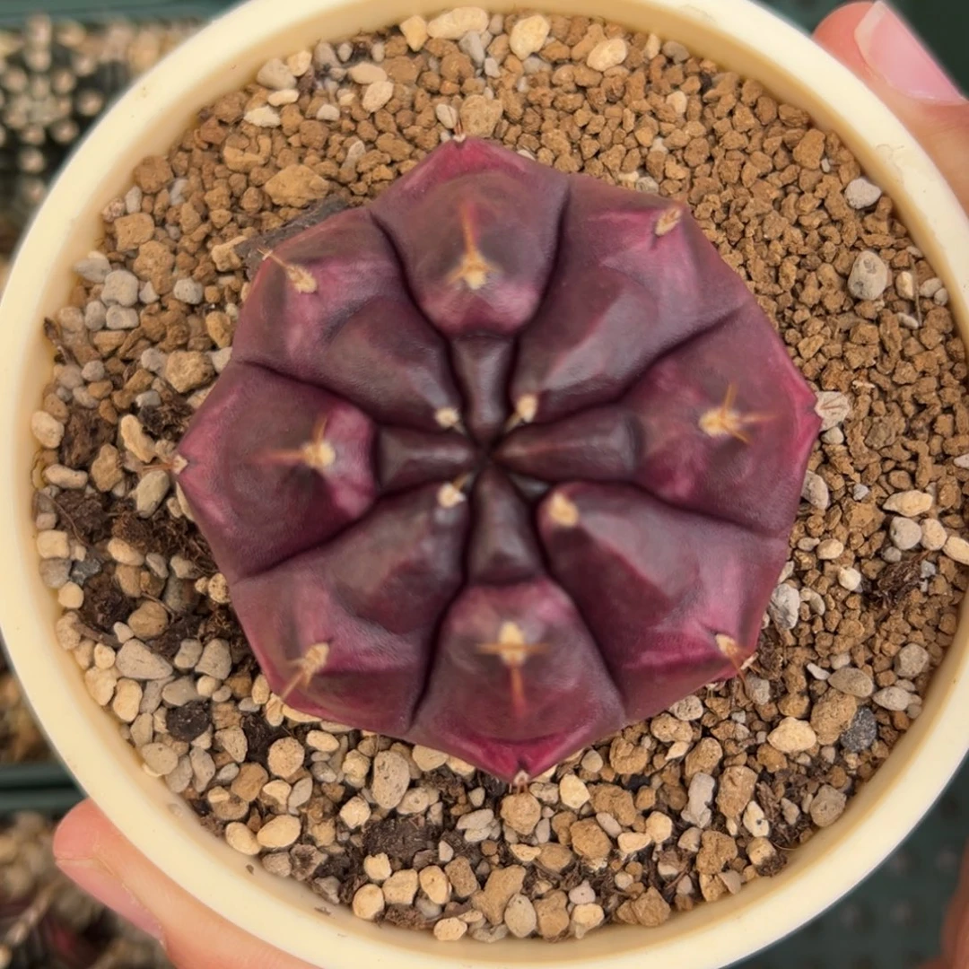 梦想好看的米哈冲冲冲冲