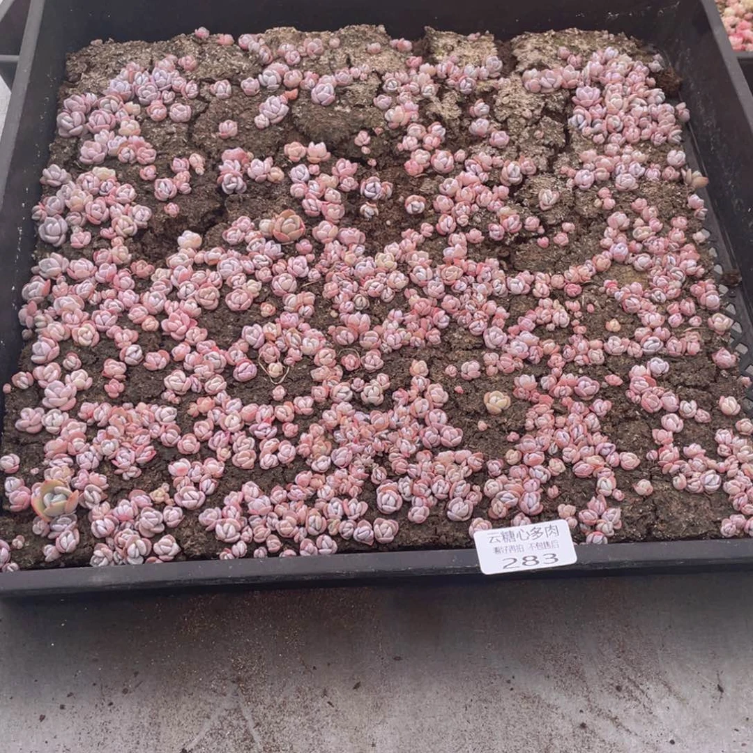胖****）云糖心多肉植物283