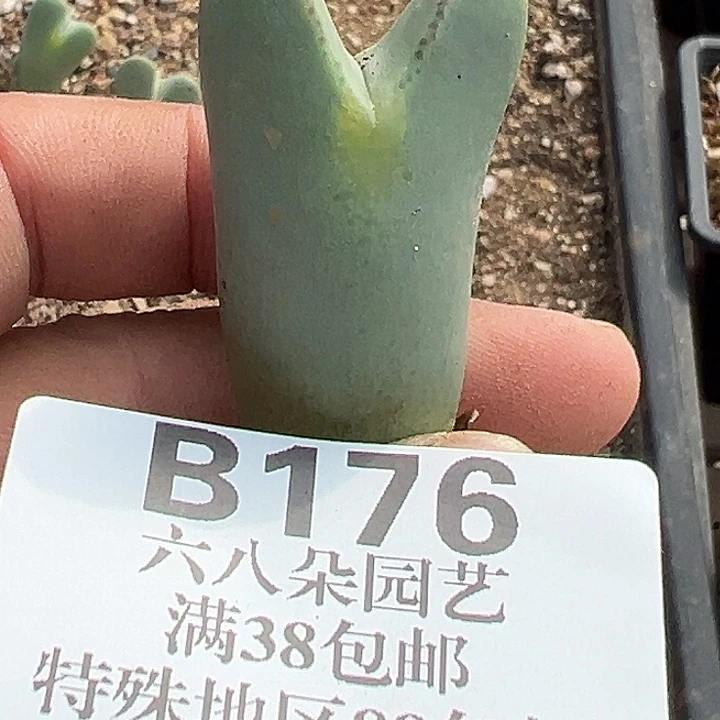 山***路无花朵176号大将风度