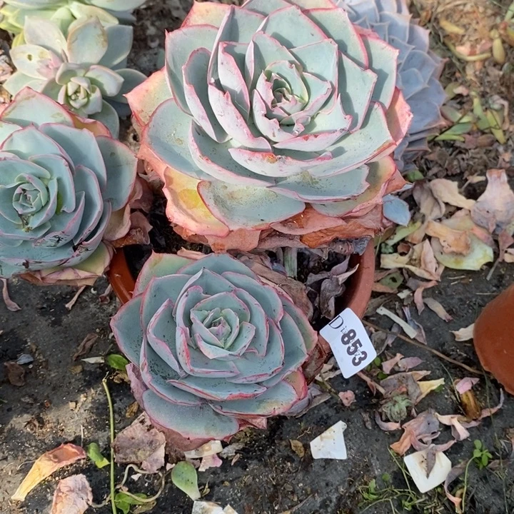 可***丽853达芬奇多肉植物多肉