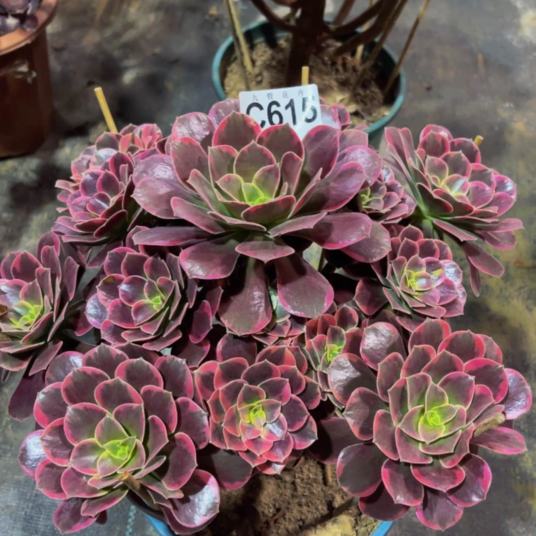 【闪购商品】61500