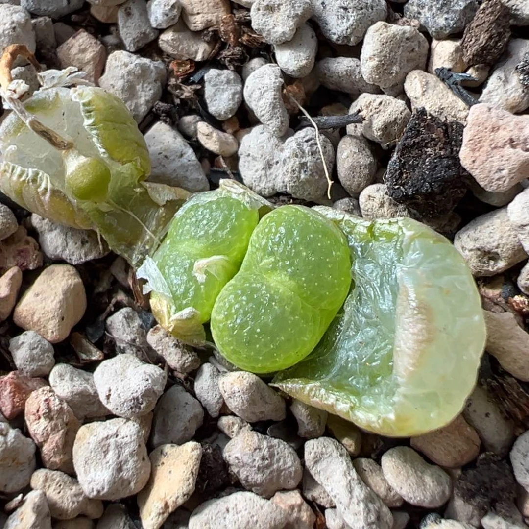 多肉植物多肉植物 泡泡鱼子酱