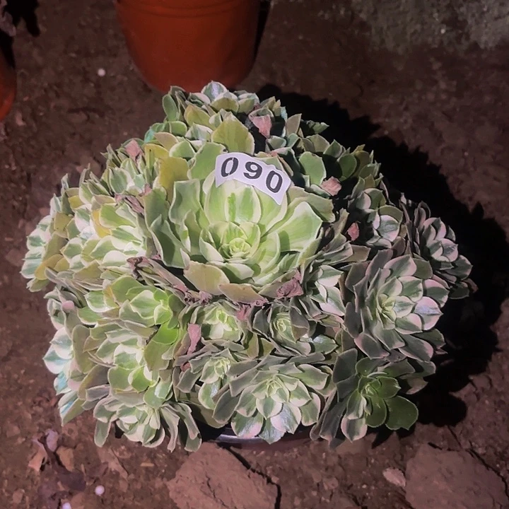 060男神多肉植物不售后