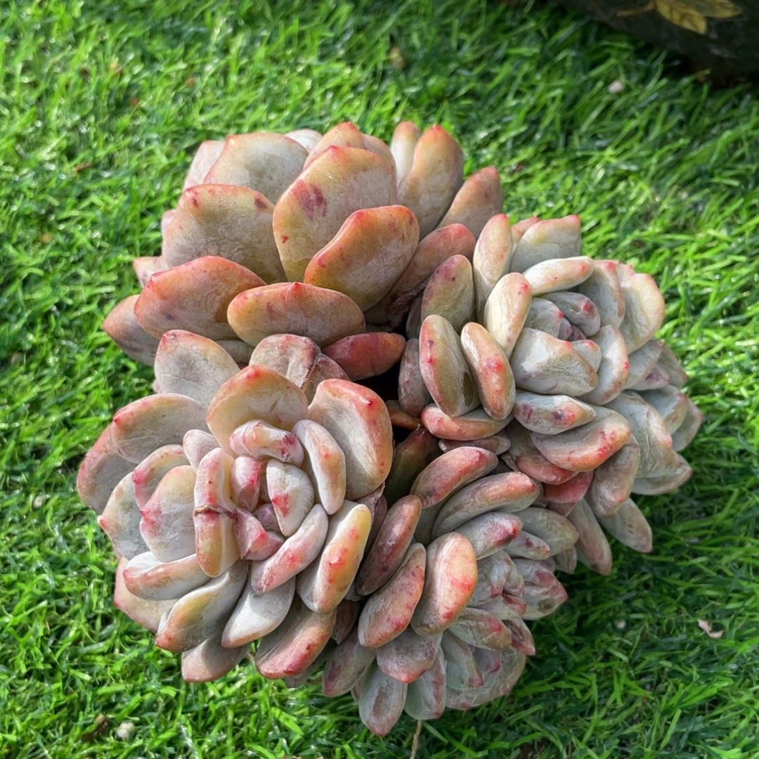 星影石化 8头 多肉植物