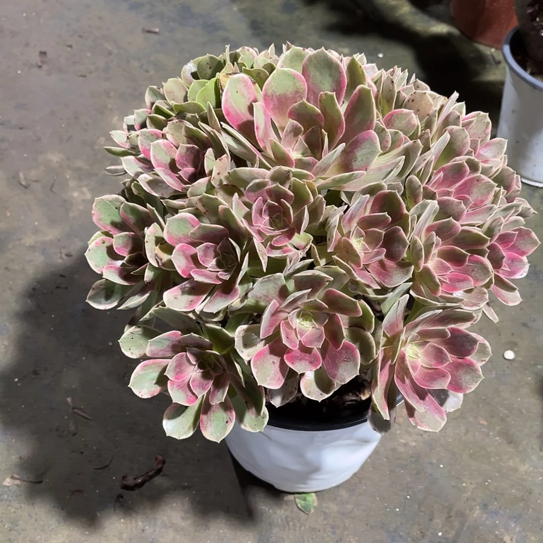 浣纱法师漂亮漂亮