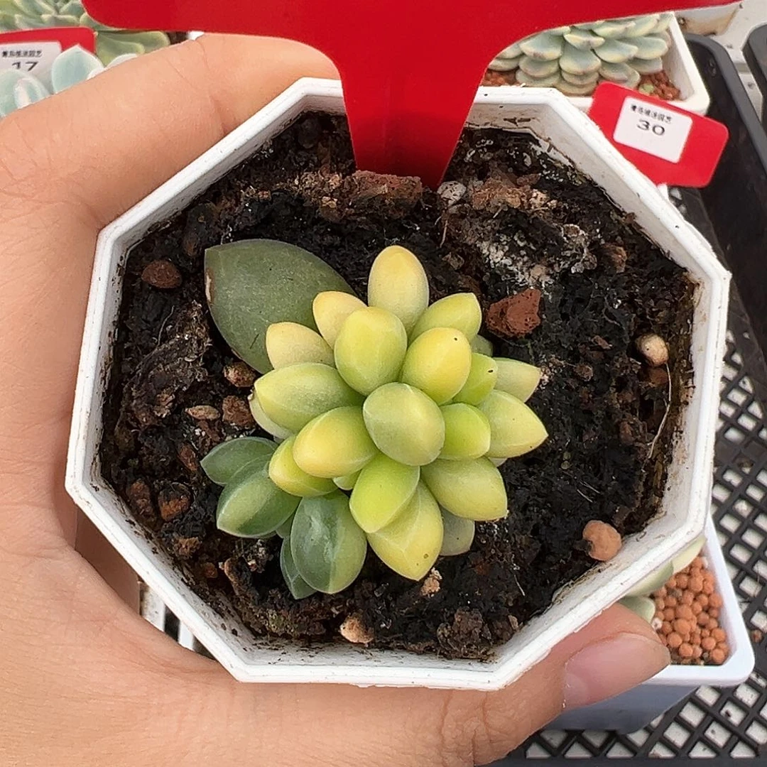 24号千代田锦多肉植物