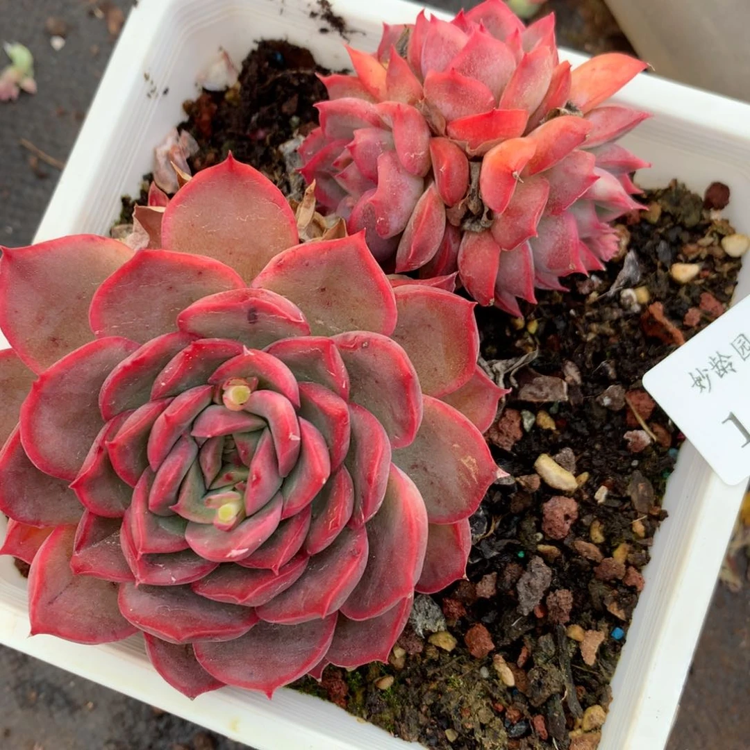 190杂交多肉老桩11冠