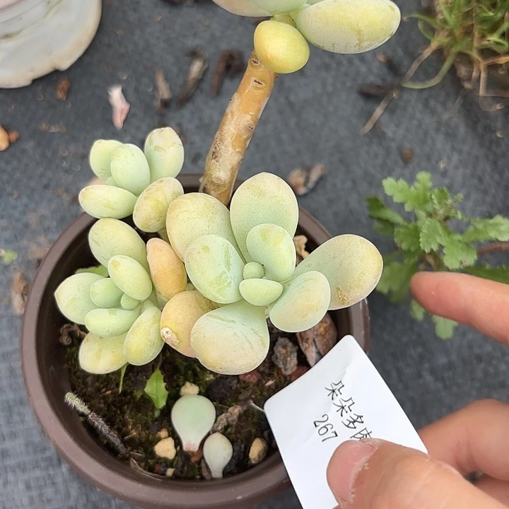 闪购267呀呀呀呀呀呀呀