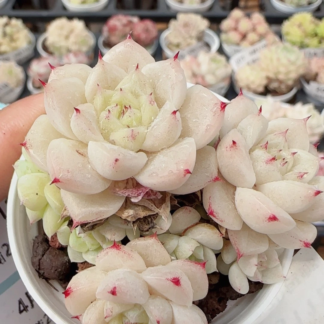 花语逸镜0411-221散