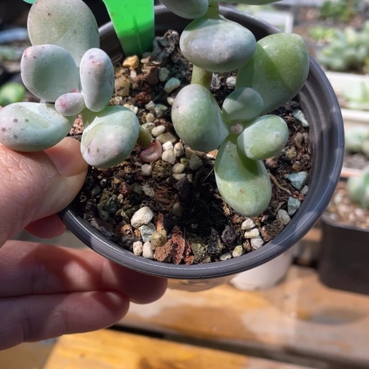 423奶酪锦，两个头有锦啊啊啊啊