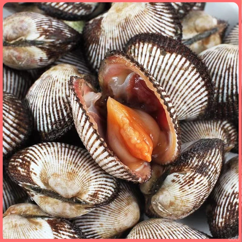 毛蛤超肥无沙【顺丰发货】野生海鲜生鲜野生蛤蜊毛蚶鲜活
