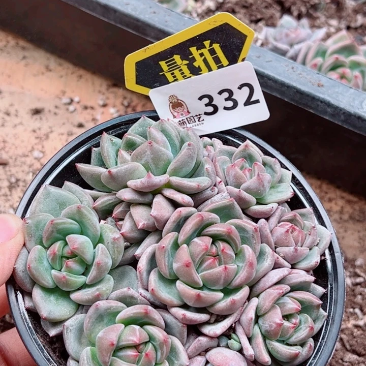 多肉植物多肉植物