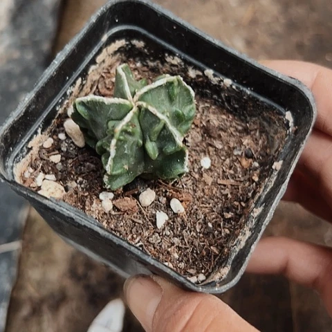 733实生核桃清棚特价