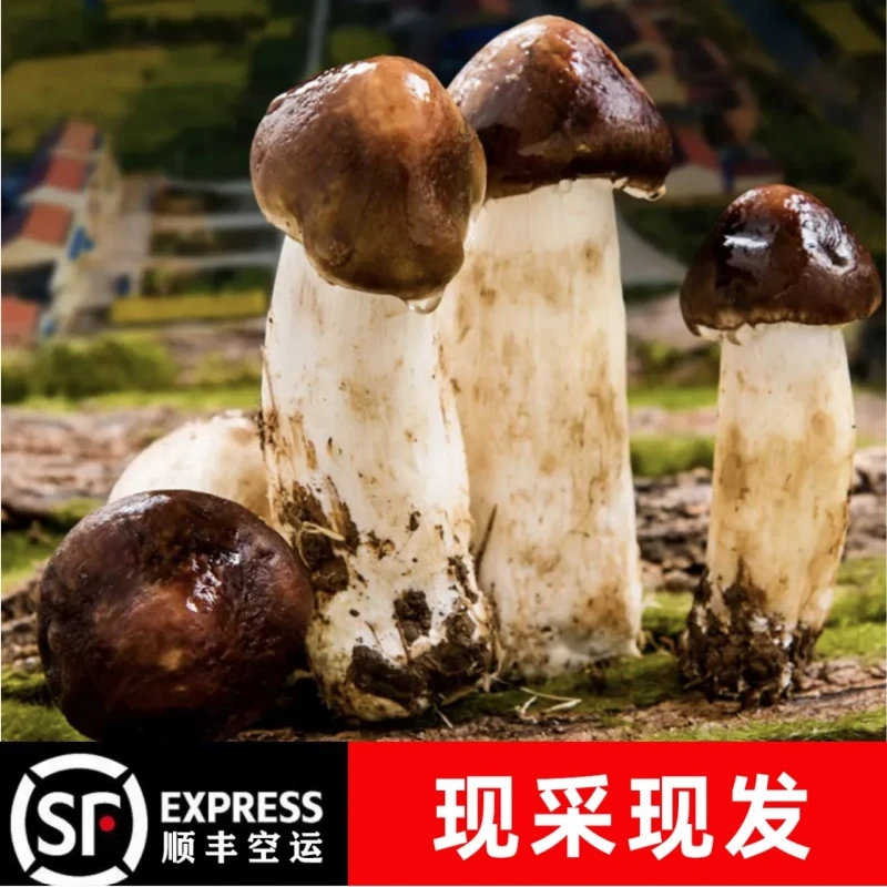 四川新鲜赤松茸 林下生长保鲜食用美味现摘现发新鲜姬松茸