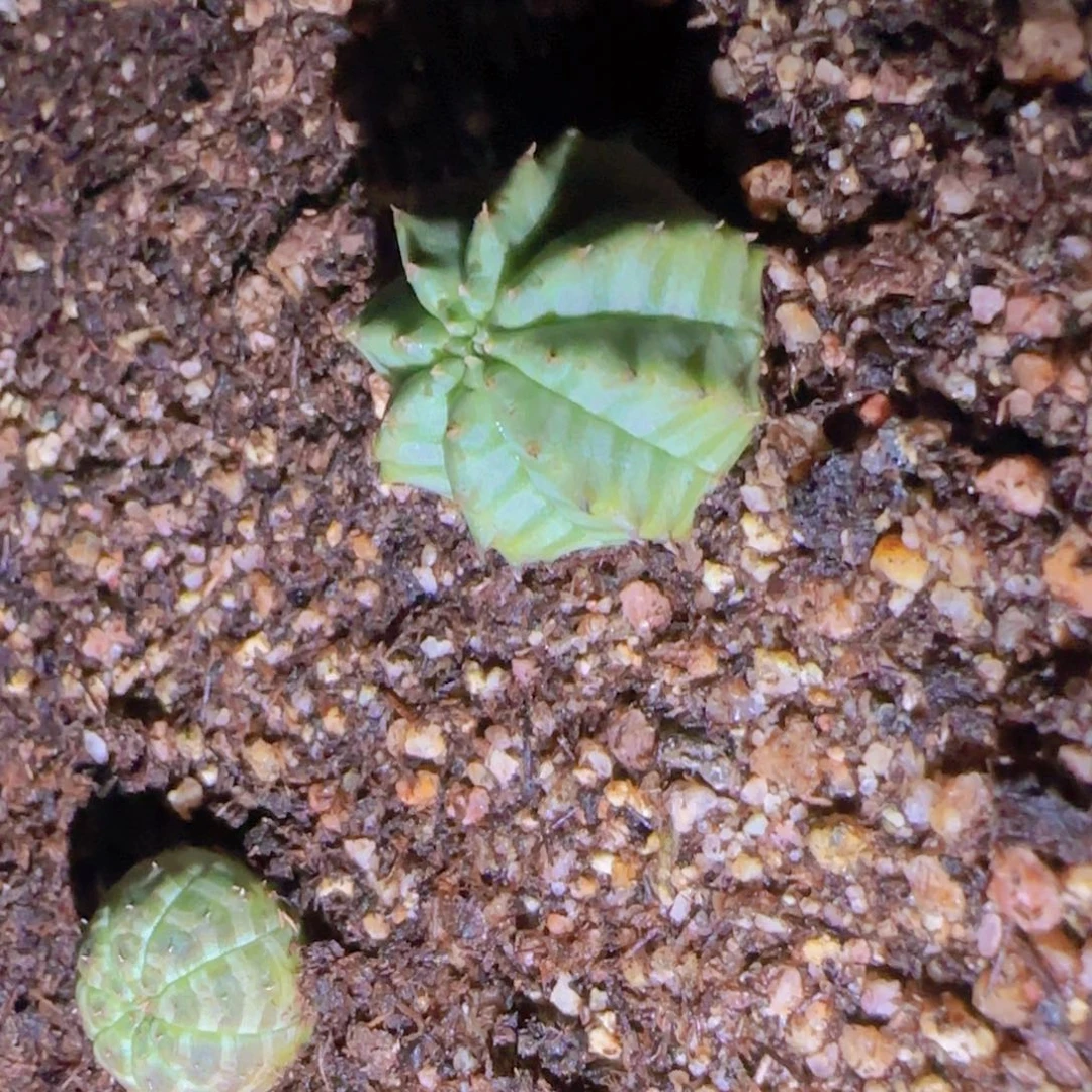 K***n块根植物块根植物