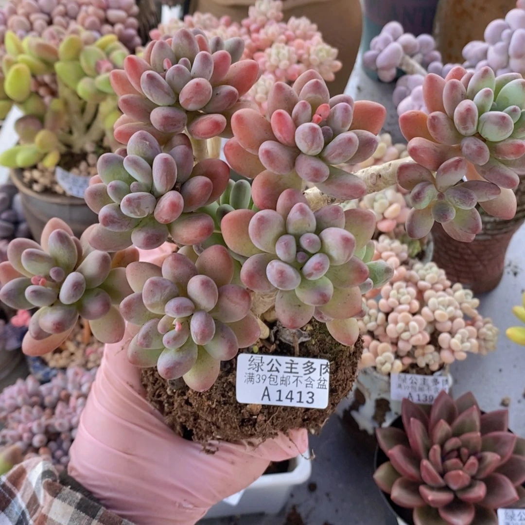 苹果奶老桩11cm1413多肉植物
