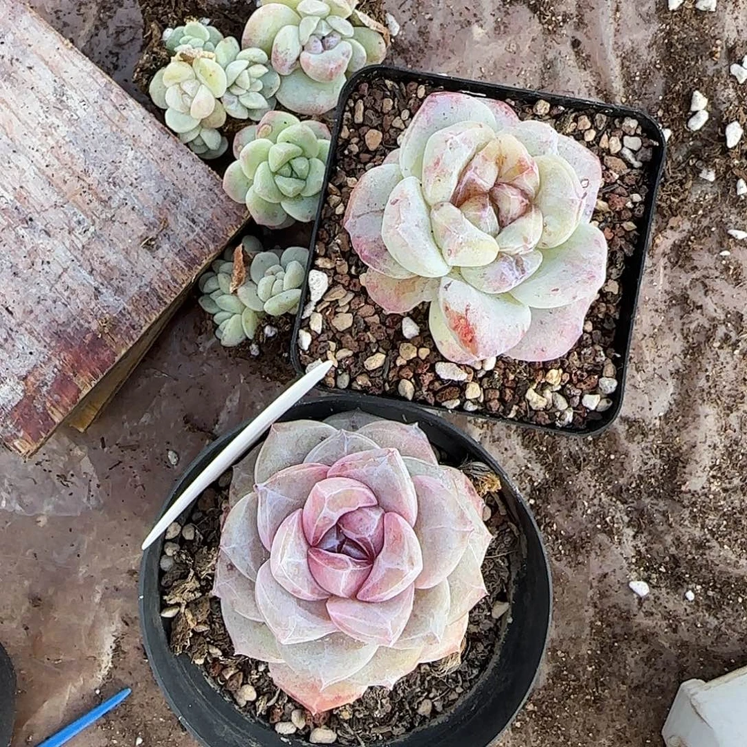 雪***花花姐专拍冰玉石化