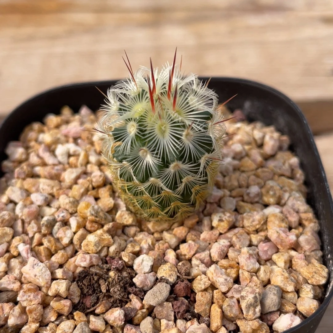 夕雾         实生根