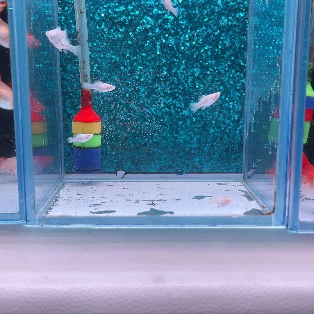 孔雀鱼玛丽苗子8+2备损