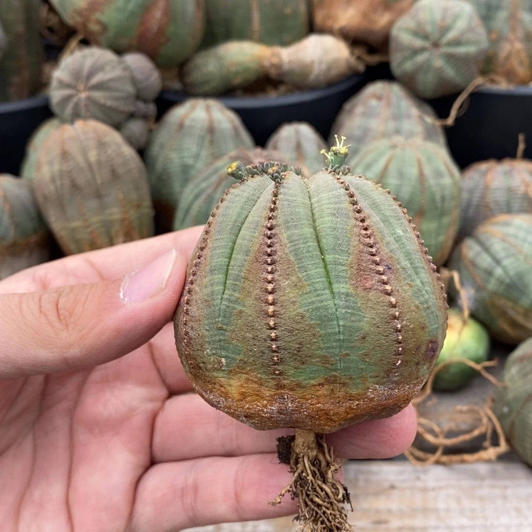 5 欧系实生布纹球多肉植物