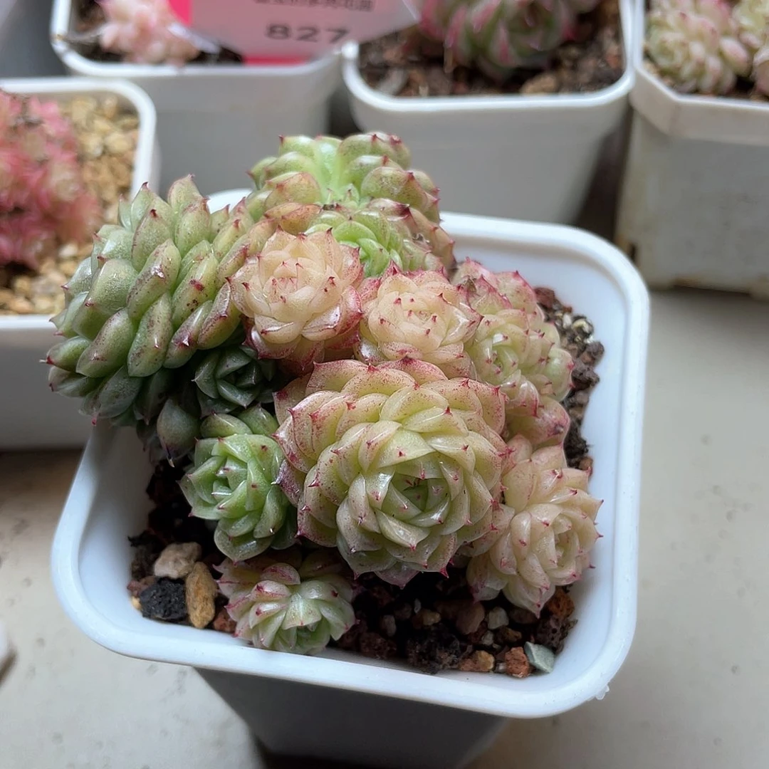 来****你优选麦秆福利1094