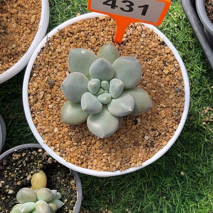 多肉植物胖体哥特431