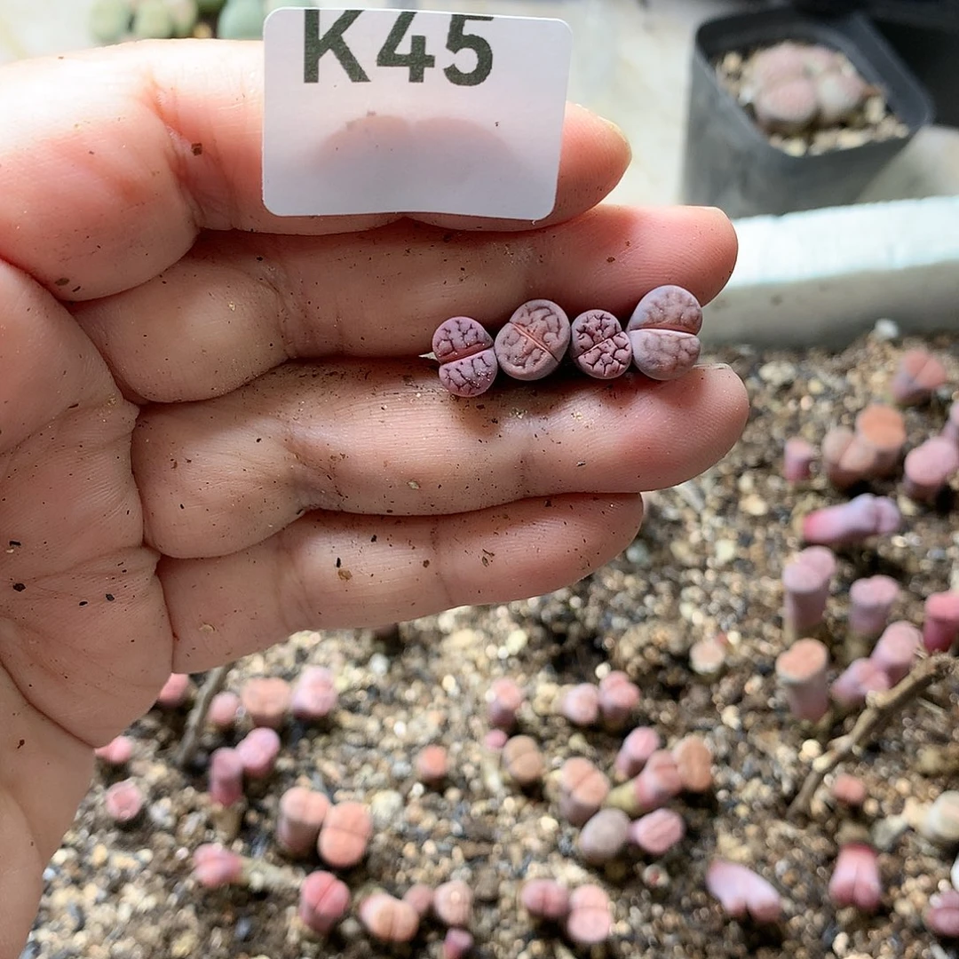 *️K45多肉植物保护研究所