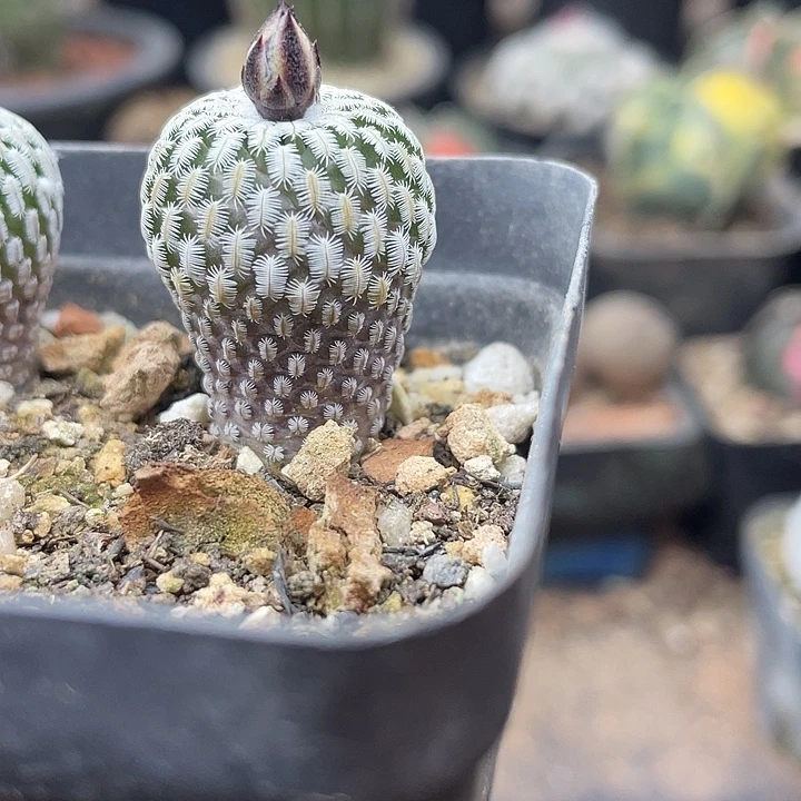 实生精巧殿一颗包邮