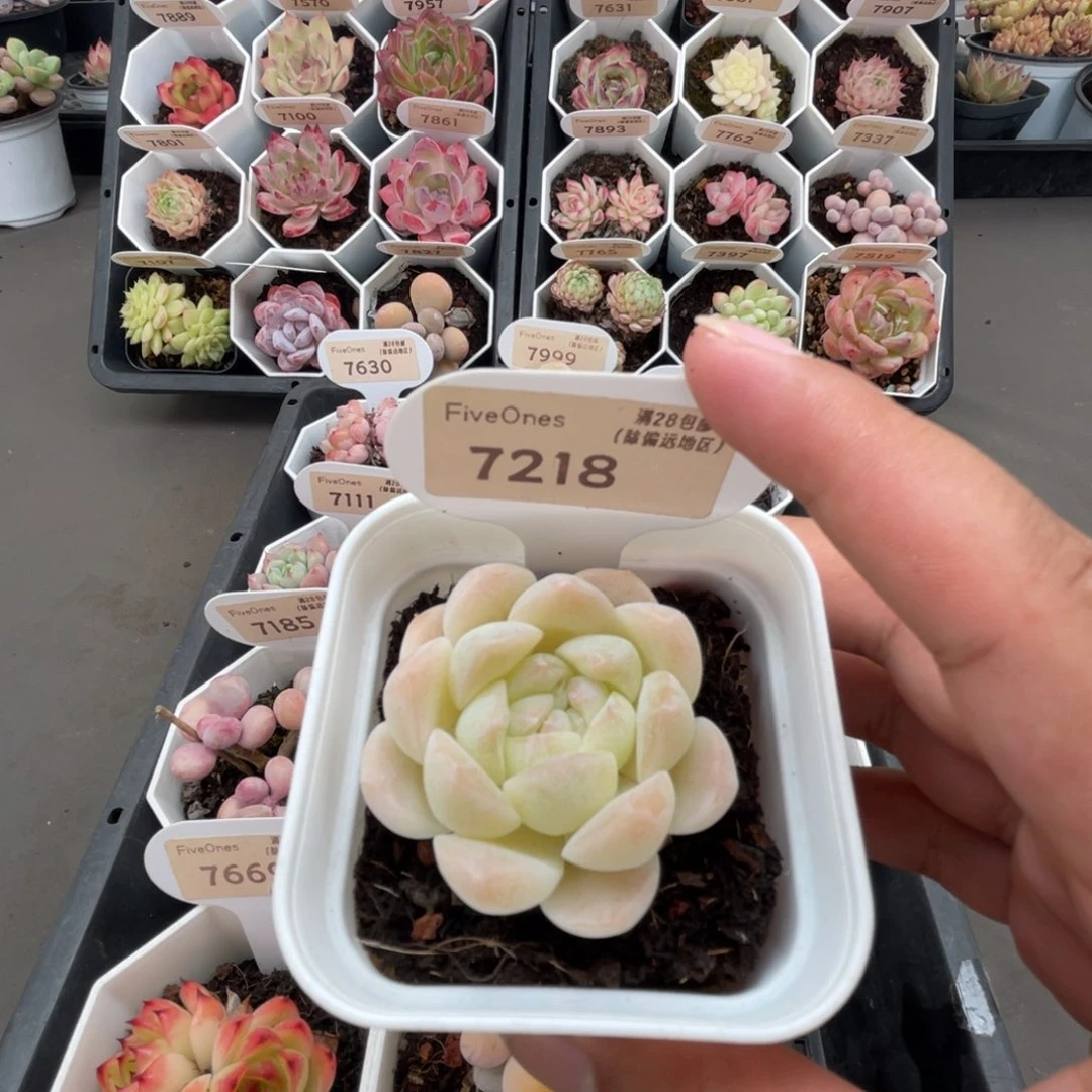 7218白桃汽水4.5厘米
